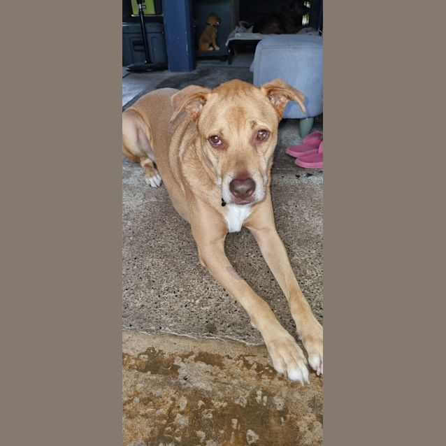Photo of Bailey