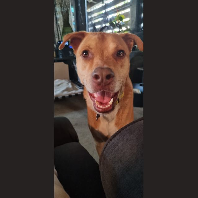 Photo of Bailey