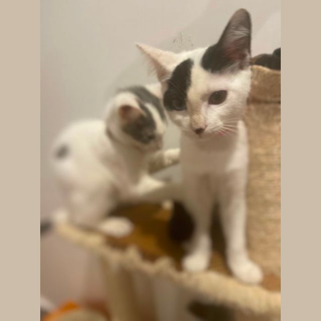 Photo of Marlo ~ Adopt Me @ Petstock Chelsea