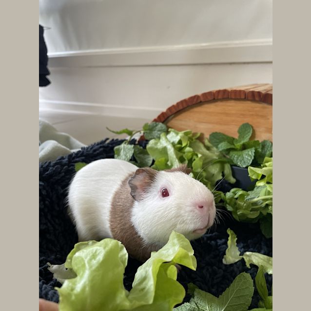 Photo of Irwin