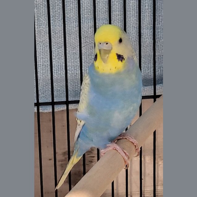 Photo of Billy