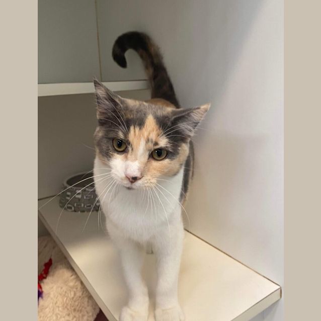 Photo of Ellie Sattler