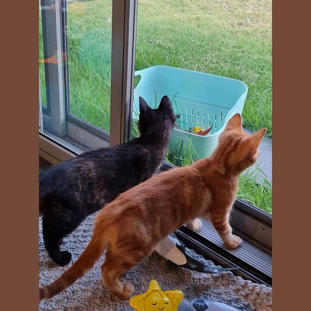 Photo of Athena **2nd Chance Cat Rescue**