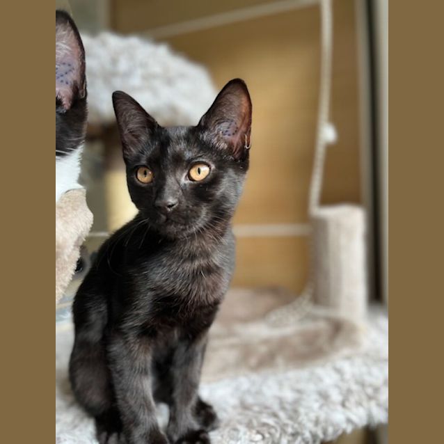 Photo of Ebony