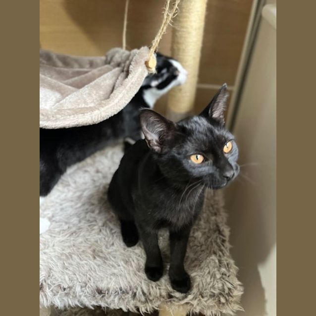 Photo of Ebony
