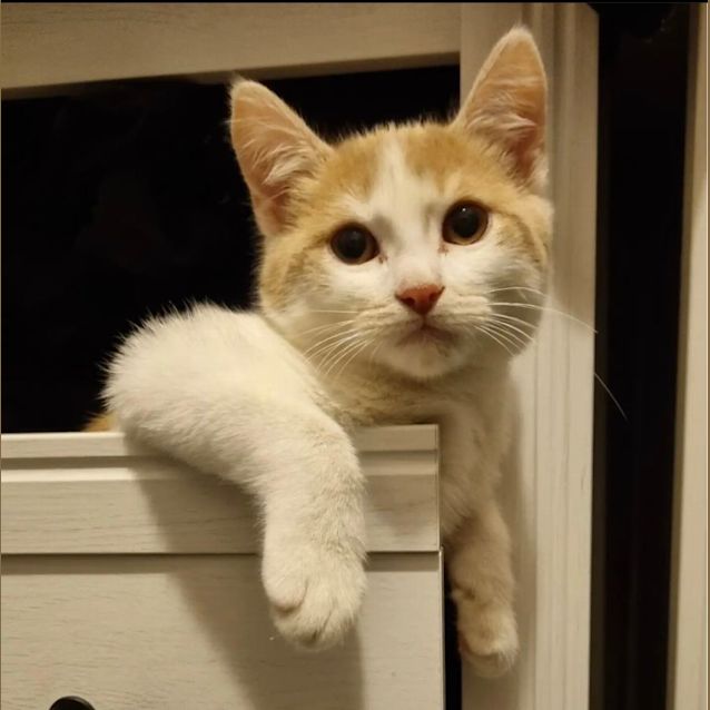 Photo of Bella Boo & Fred Flintstone