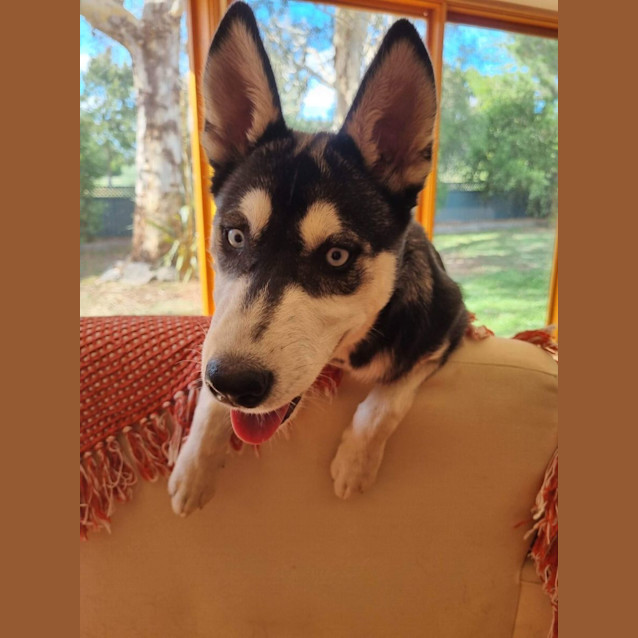Photo of Nova