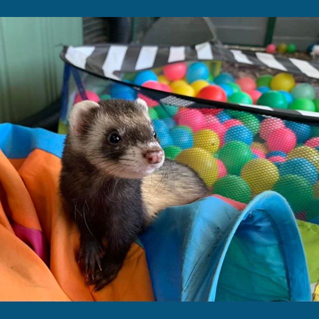 Photo of Jj & Penelope 