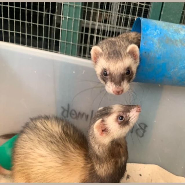 Photo of Jj & Penelope 