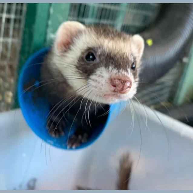 Photo of Jj & Penelope 