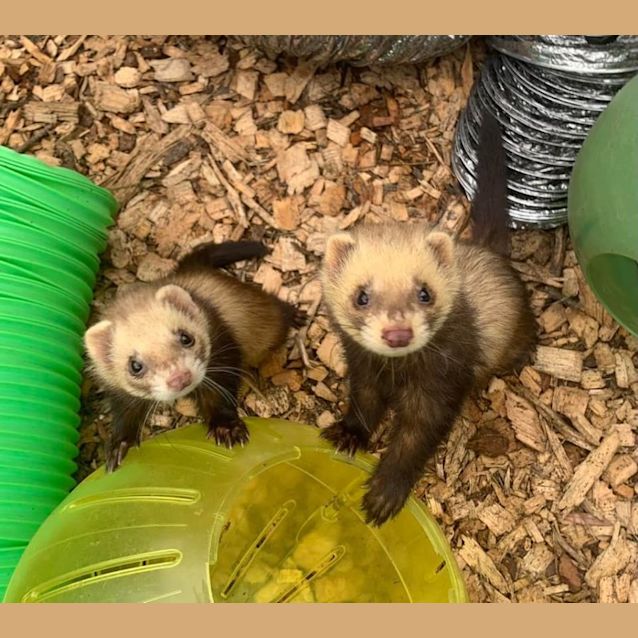 Photo of Bonnie & Clyde 