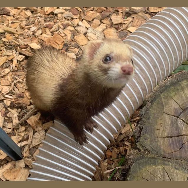 Photo of Bonnie & Clyde 