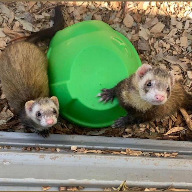 Photo of Nico & Lexi