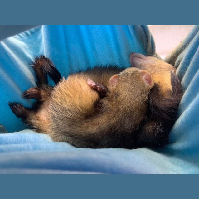 Photo of Nico & Lexi