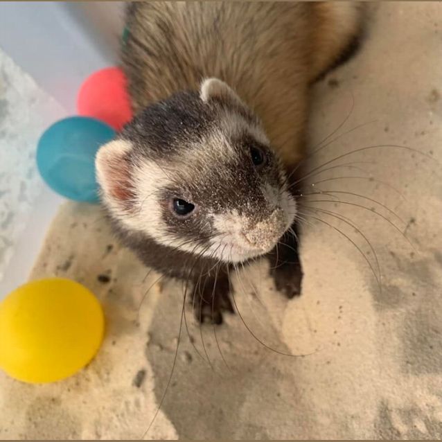 Photo of Disney & Lenny