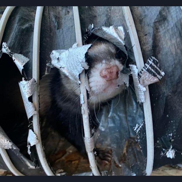 Photo of Disney & Lenny