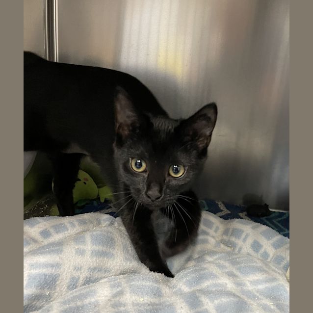 Photo of Shadow