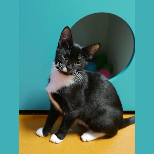 Photo of Checkers & Parsley Stk010699 Stk010724