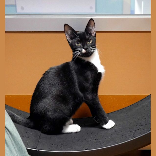 Photo of Checkers & Parsley Stk010699 Stk010724