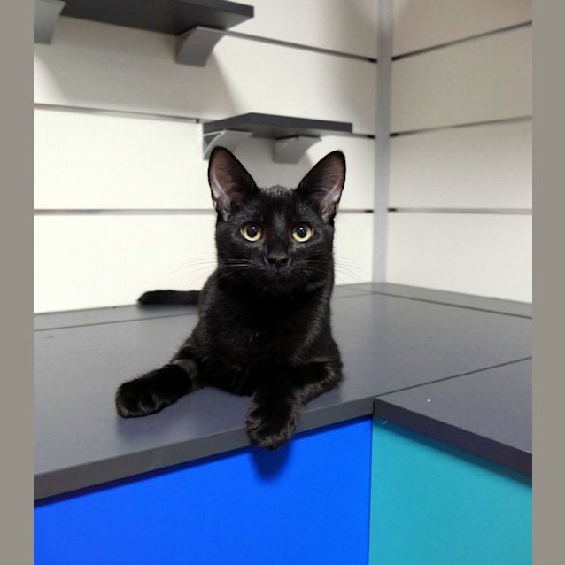 Photo of Checkers & Parsley Stk010699 Stk010724