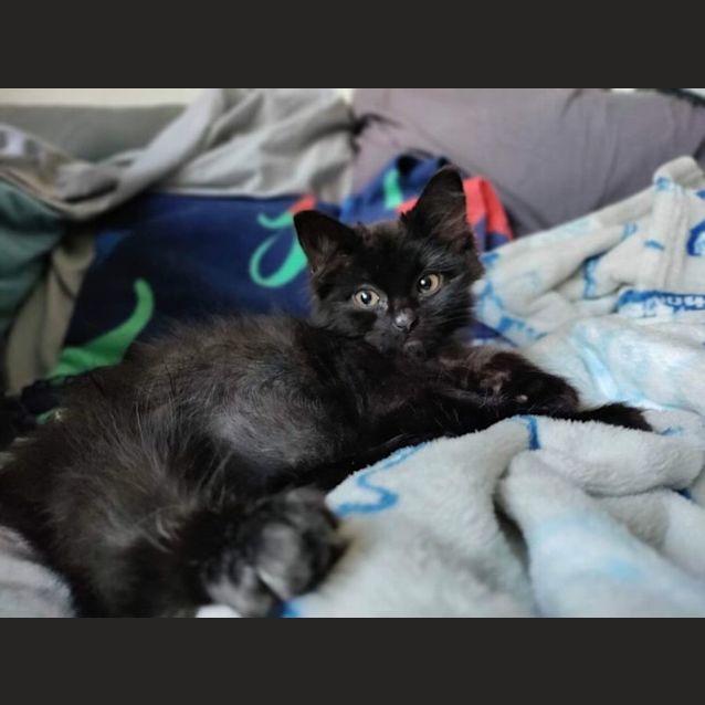 Photo of Fluf