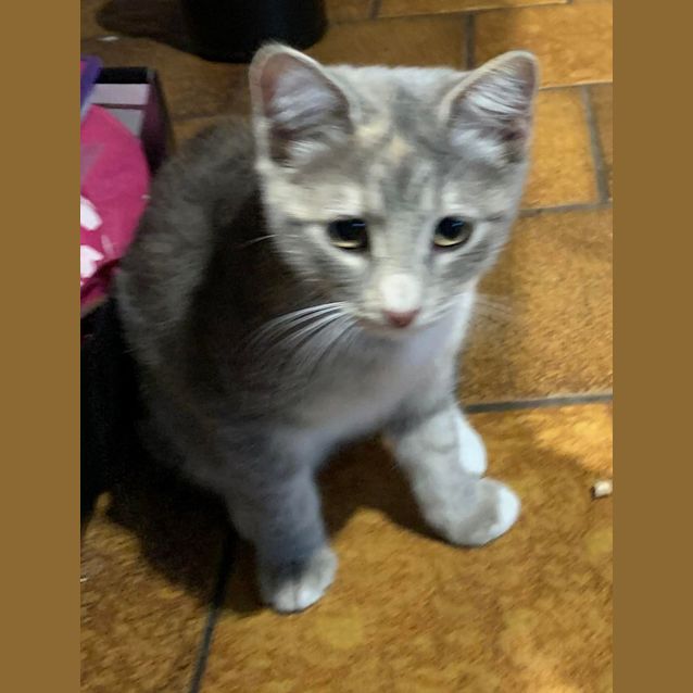 Photo of Dilute Torti Female   13 Weeks