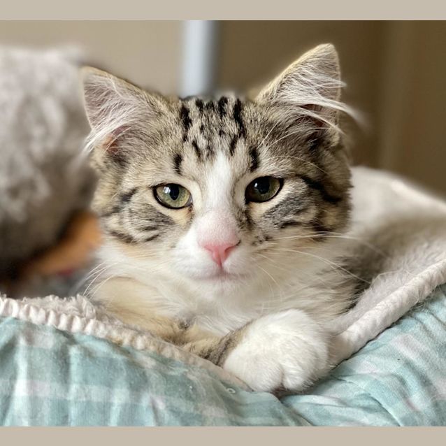 Photo of Pip Bobtail