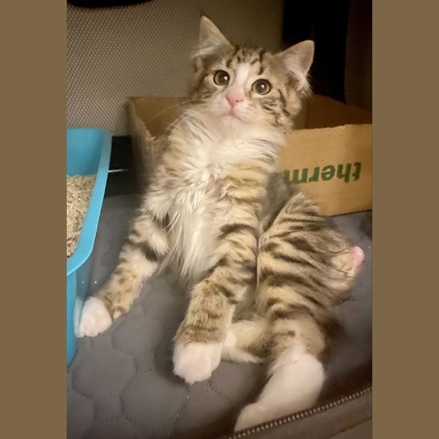 Photo of Pip Bobtail