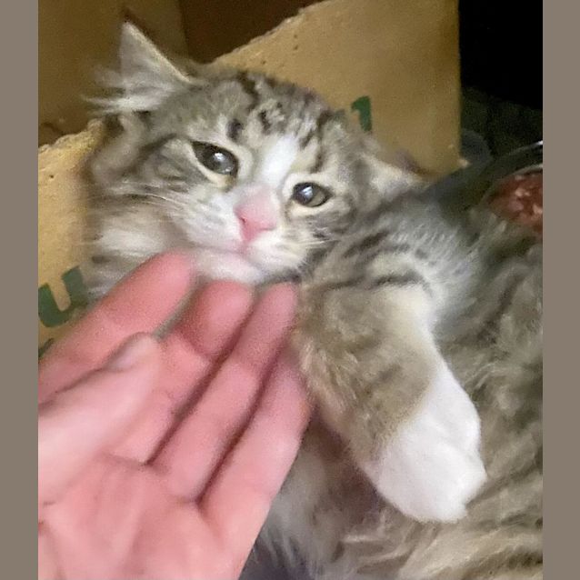 Photo of Pip Bobtail