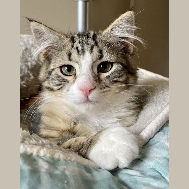 Photo of Pip Bobtail