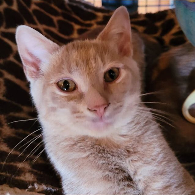 Photo of Champagne Ginger Boy