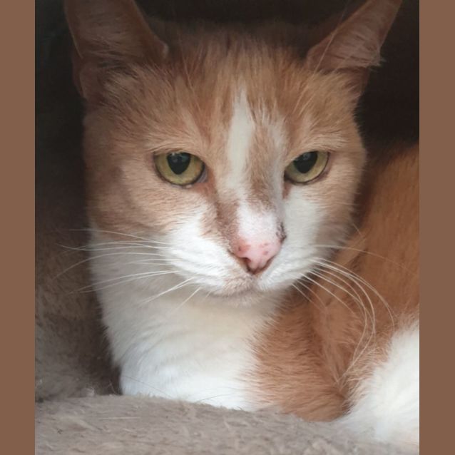 Photo of Felix   Senior Man