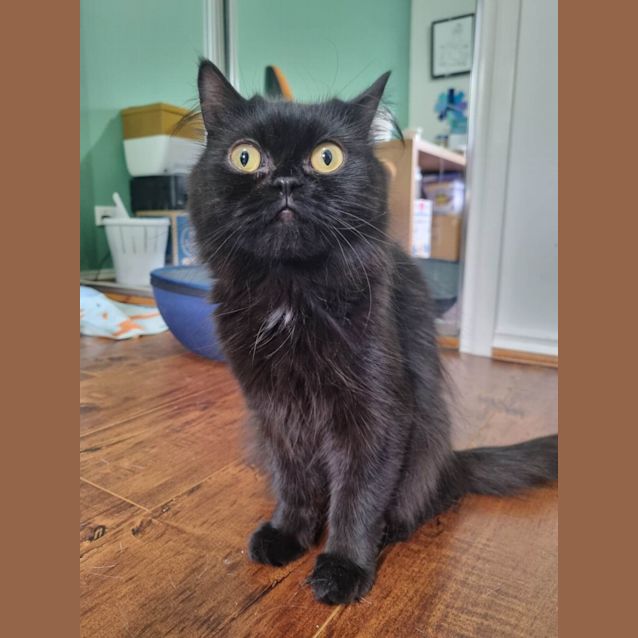 Photo of 🥦Broccoli🥦