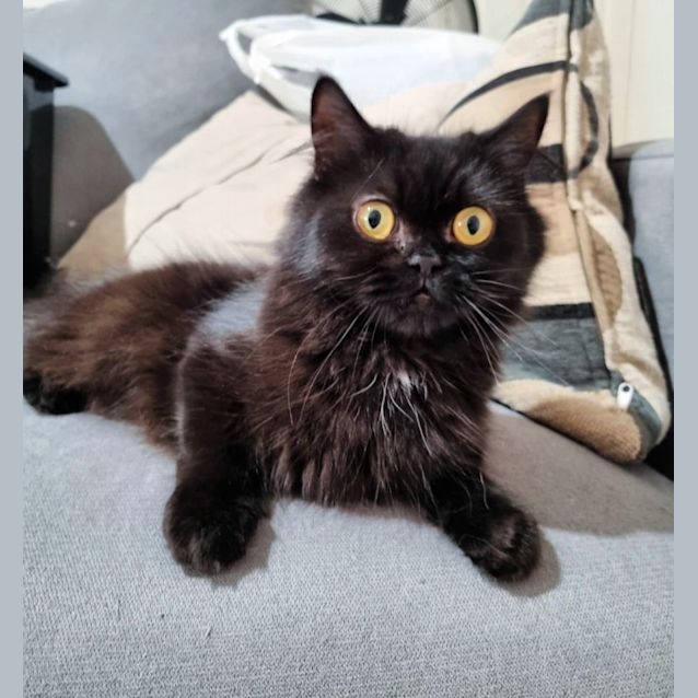 Photo of 🥦Broccoli🥦