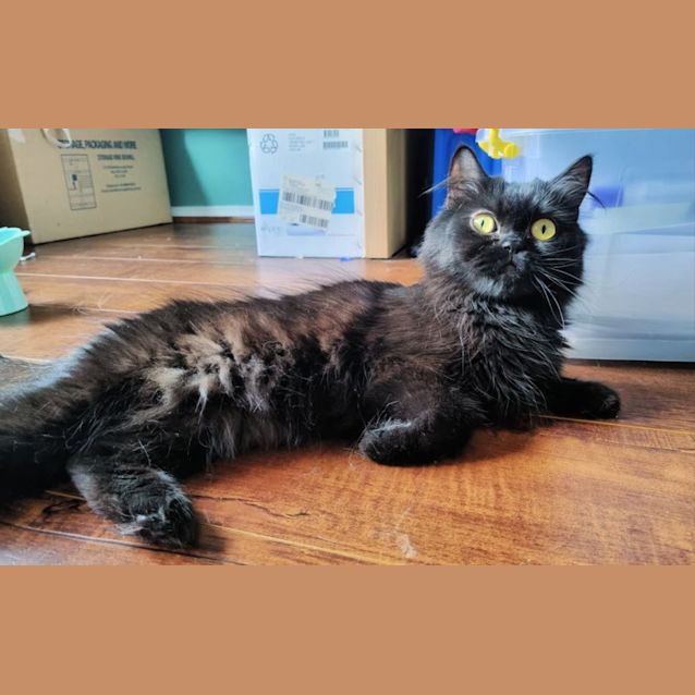 Photo of 🥦Broccoli🥦