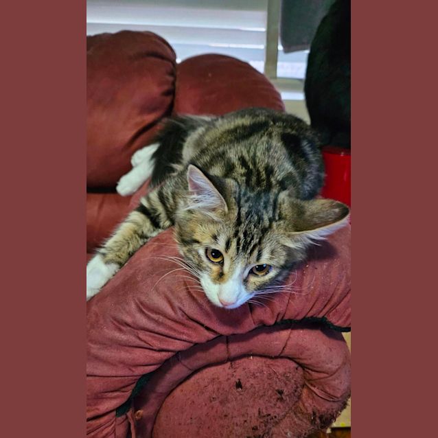 Photo of Drogon **2nd Chance Cat Rescue**