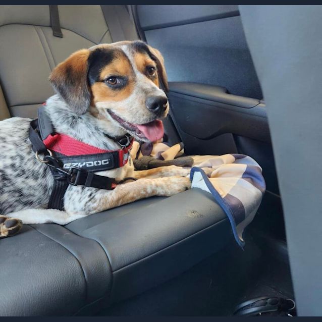 Photo of Blu (Bluey)