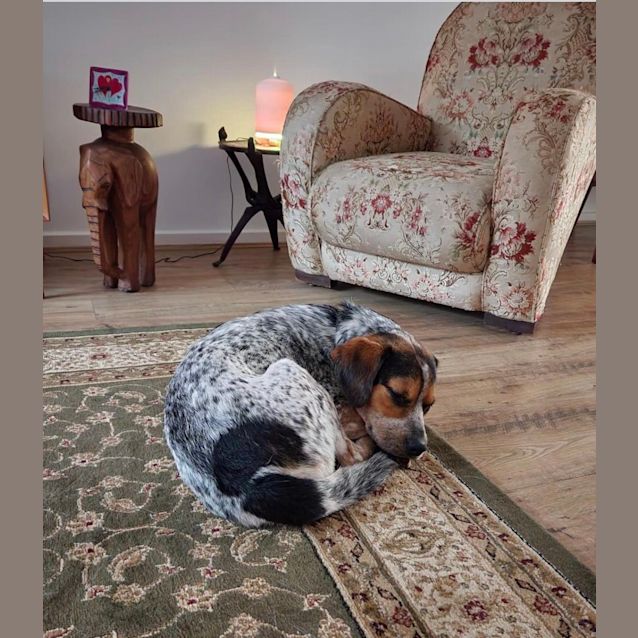 Photo of Blu (Bluey)