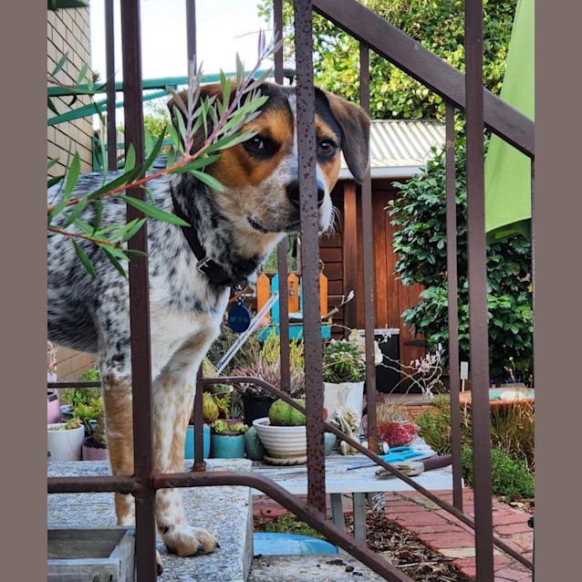 Photo of Blu (Bluey)