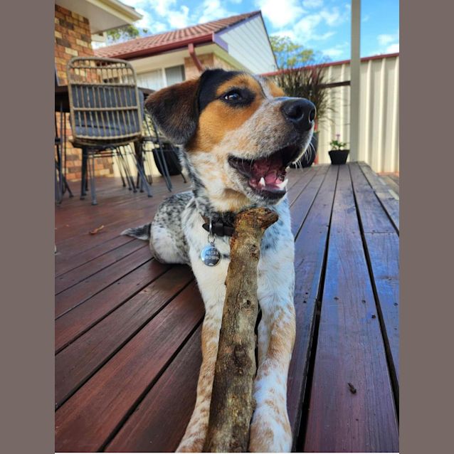 Photo of Blu (Bluey)