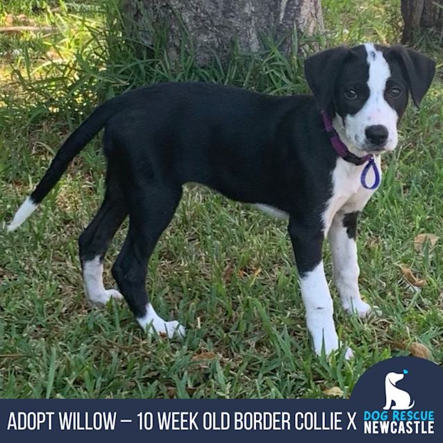 Photo of Willow   10 Wk Border Collie X Kelpie X (On Trial)