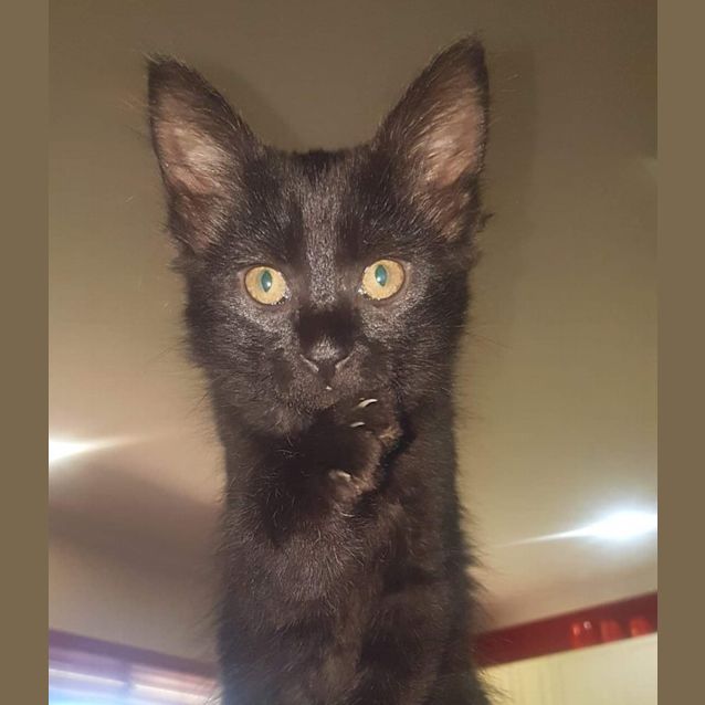 Photo of Rune