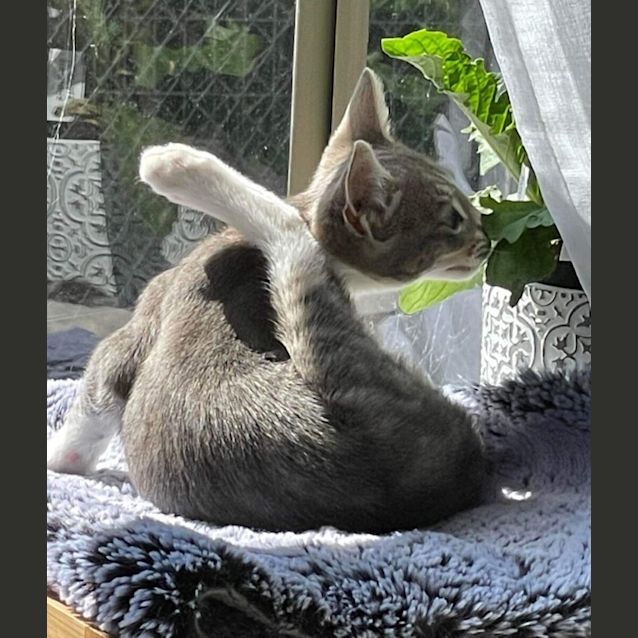 Photo of Henry Higgins