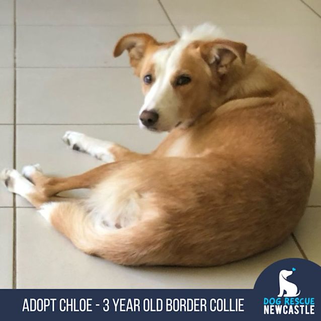 Photo of Chloe   3 Year Old Border Collie