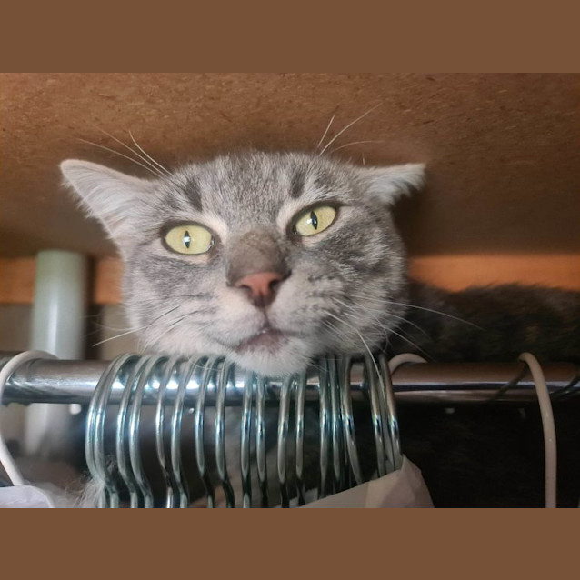 Photo of Smokey 