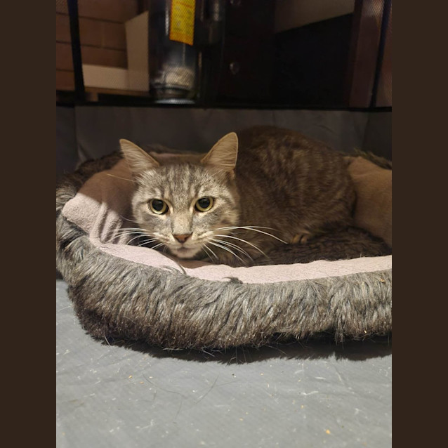 Photo of Smokey 