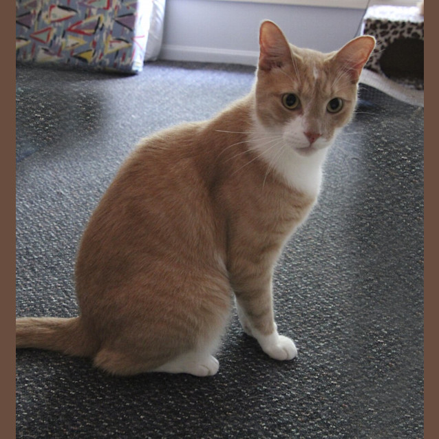 Photo of Nacho