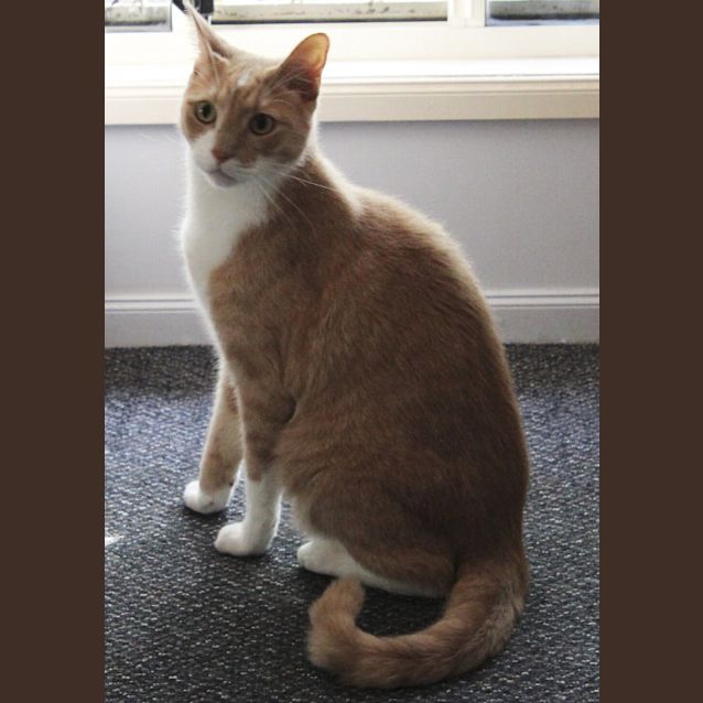 Photo of Nacho