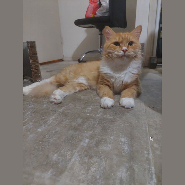 Photo of Pumpkin