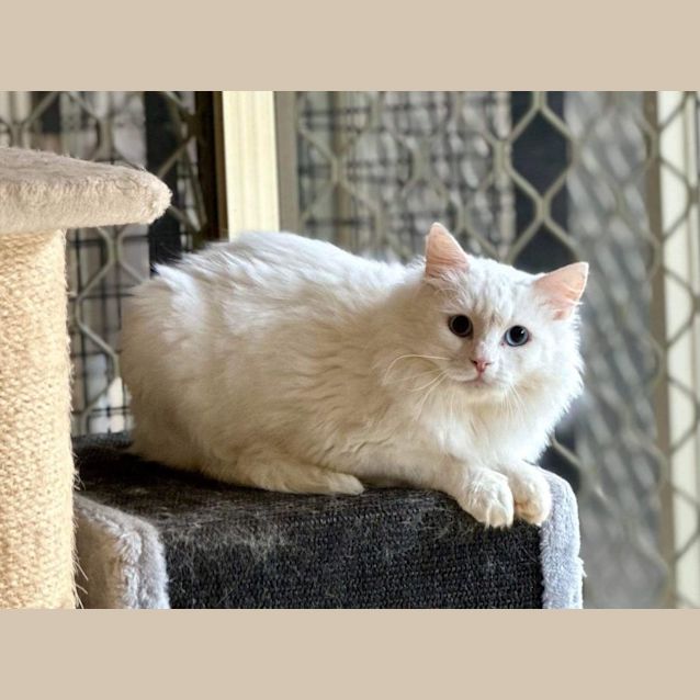 Photo of Snowblue